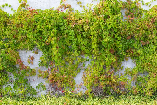 Πράσινο Φυτό Creeper Στον Τοίχο — Φωτογραφία Αρχείου