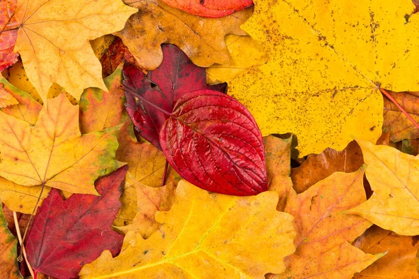 美丽的黄色和红色秋天的树叶背景纹理 — 图库照片
