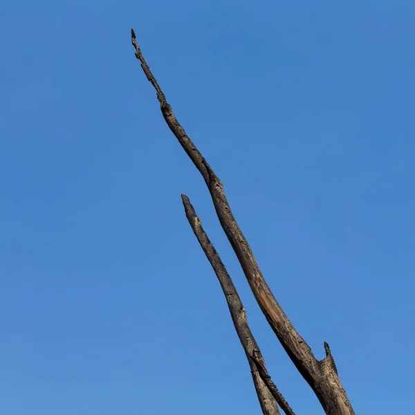 Árvore Queimada Contra Céu Azul — Fotografia de Stock