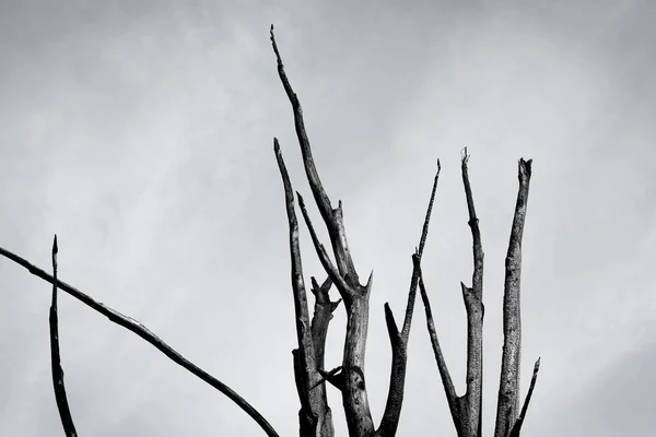 Καμένο Δέντρο Ενάντια Στον Ουρανό Μαύρο Και Άσπρο — Φωτογραφία Αρχείου