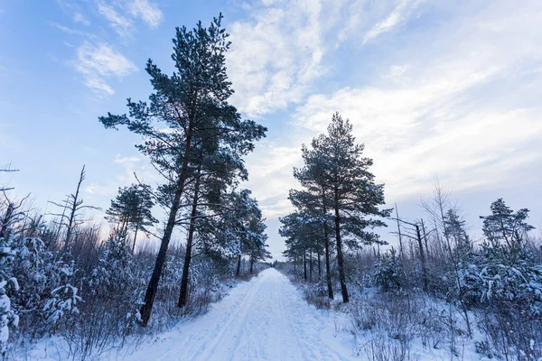 Çam Ağacı Ormanı Kış Manzarasında Karla Kaplı — Stok fotoğraf