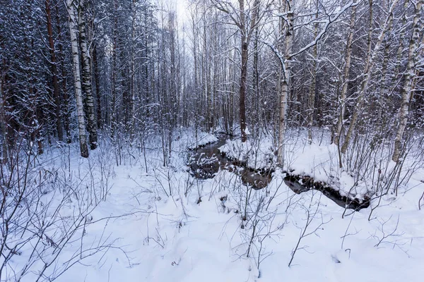 Zmrazené Potok Lese Zimní — Stock fotografie