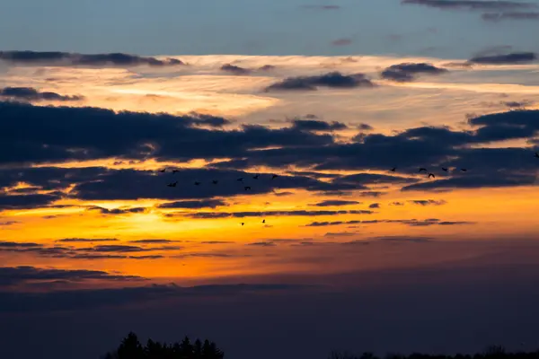 夕阳西下的鸟儿在夜空中飞翔 — 图库照片