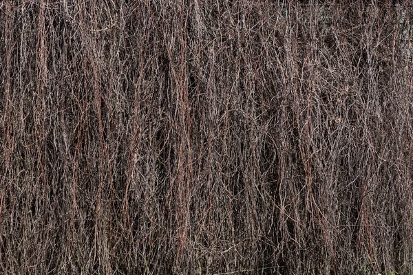 建筑墙上干枯的枝干攀爬植物 — 图库照片