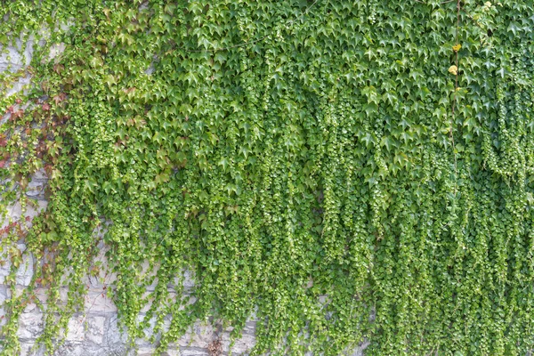 Φύλλα Κισσού Στο Τοίχο Φόντο Για Την Ταπετσαρία — Φωτογραφία Αρχείου