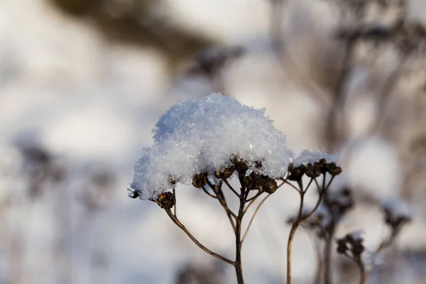 Frozen Plant Covered Snow Selective Focus — Stock Photo, Image