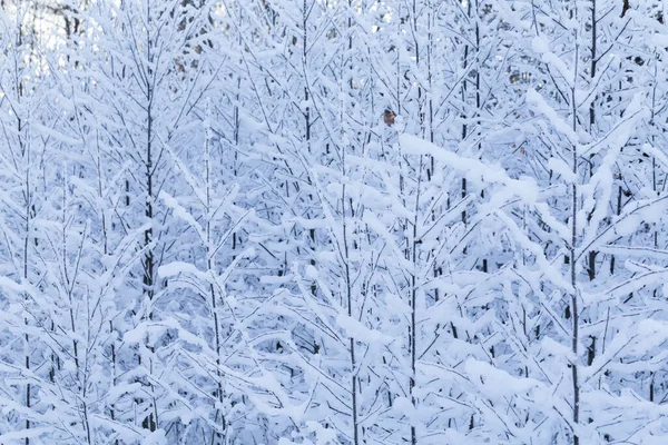 Fondo Árboles Invierno Paisaje Invernal Con Árboles —  Fotos de Stock