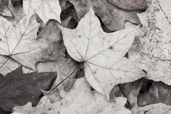 Жёлтые Красные Осенние Листья — стоковое фото