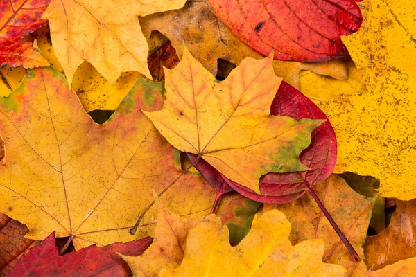 Beautiful Yellow Red Autumn Leaves Background Texture — Stock Photo, Image