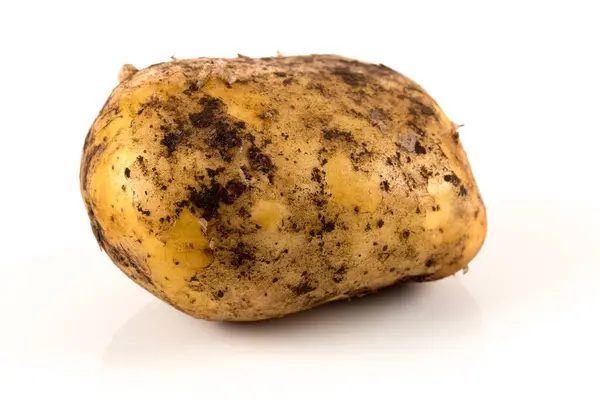 白い背景に分離された新鮮な汚いジャガイモ — ストック写真