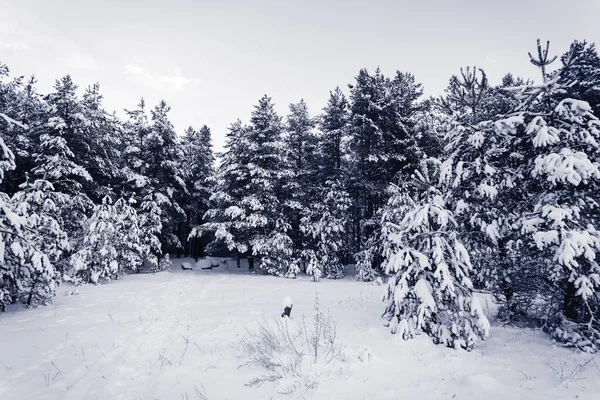 冬の風景で雪に覆われたスプルースツリー霧の森 — ストック写真