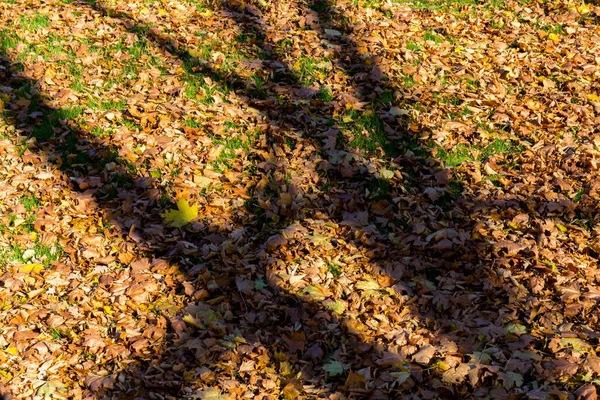 Sonbahar Ormanında Düşen Yaprakların Arka Planındaki Sert Gölgeler — Stok fotoğraf