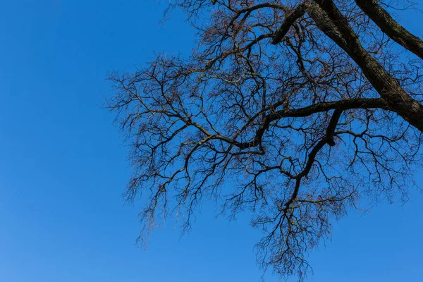 Lkbaharda Mavi Gökyüzü Ile Ağaç Dalları — Stok fotoğraf