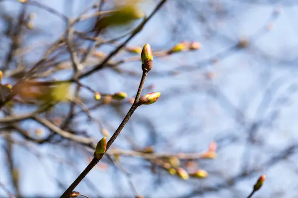 Buds Tree Spring Time — Stock Photo, Image