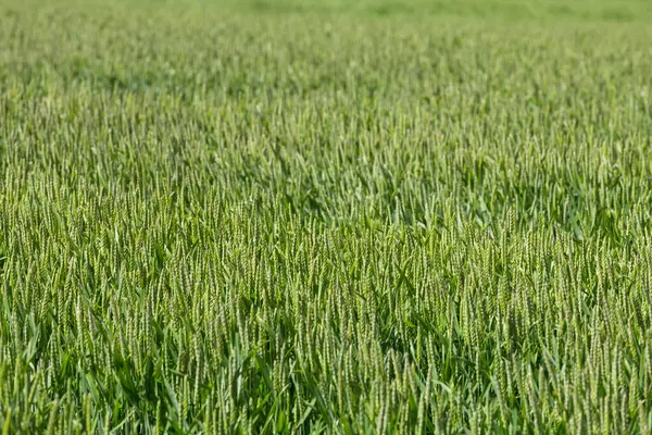 Green Wheat Field Close Photo — Stock Photo, Image