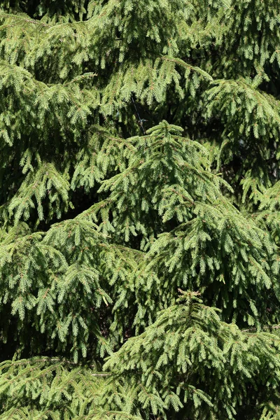 Grön Bakgrund Pine Julgran Grenar — Stockfoto