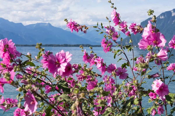 Flores Contra Montañas Lago Ginebra Desde Embankment Montreux Suiza — Foto de Stock