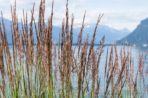 草山和从路堤在蒙特勒日内瓦湖 — 图库照片