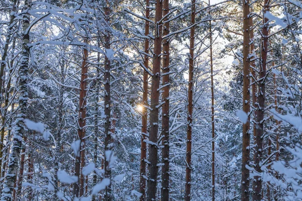 Winterwald Mit Schneebedeckter Straße Hintergrund Bei Sonnenuntergang Winterlandschaft Mit Bäumen — Stockfoto
