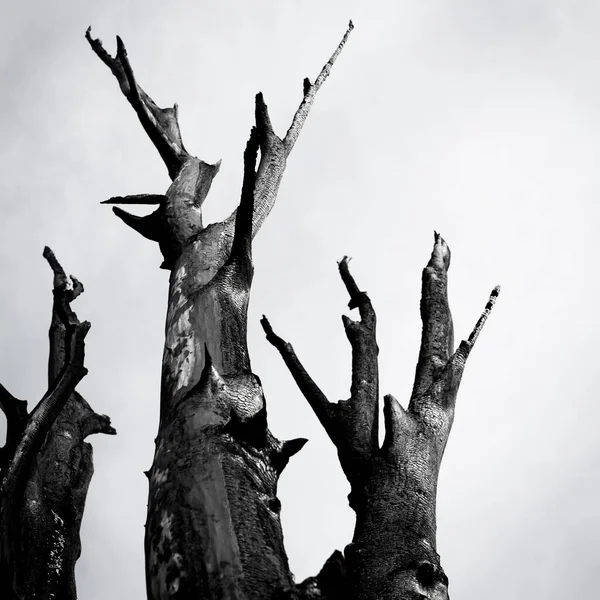 Árvore Queimada Contra Céu Preto Branco — Fotografia de Stock