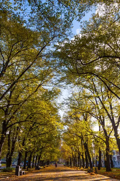 Droga Przez Park Jesień Ławki — Zdjęcie stockowe