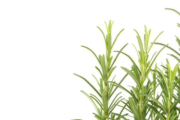 stock image Branches of rosemary isolated on a white background