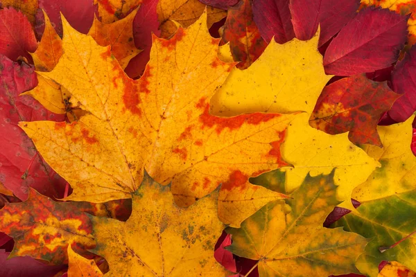 秋天落叶做成的色彩艳丽的背景 — 图库照片
