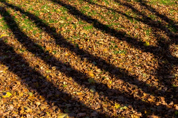 Резкие Тени Фоне Опавших Листьев Осеннего Леса — стоковое фото