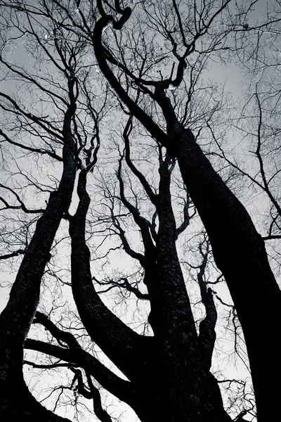 Spooky Abstract Black White Tree Silhouette Sunrise Time — Stock Photo, Image