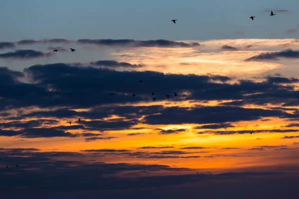 Vogels Vliegen Zonsondergang Tegen Avondhemel — Stockfoto