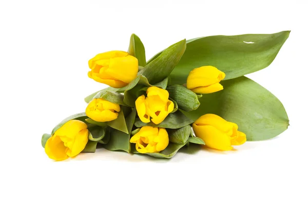 Bunch Fresh Yellow Tulips Isolated White Background — Stock Photo, Image