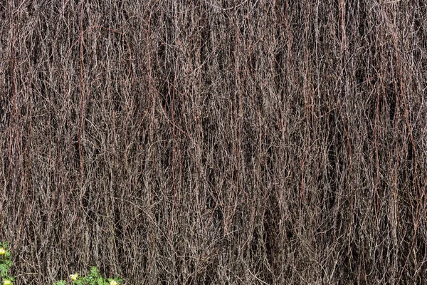 建筑墙上干枯的枝干攀爬植物 — 图库照片
