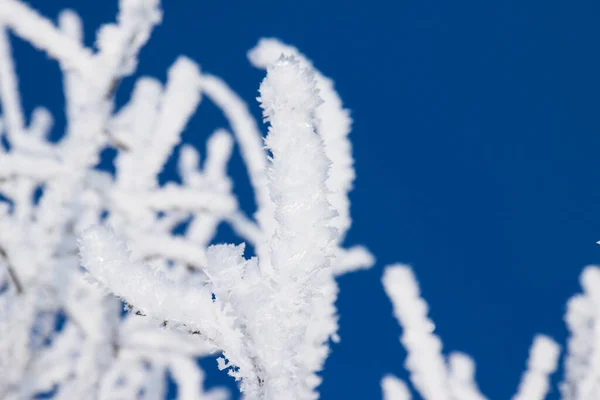 Closeup Větví Stromu Pokryté Rime Frost Proti Modré Obloze — Stock fotografie