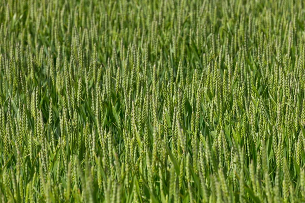 緑の小麦畑 閉じる写真 — ストック写真