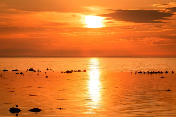 夕日と海でボート 岩の上の鳥 — ストック写真