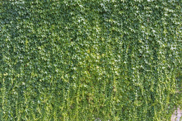 ツタの葉の壁紙の壁背景 — ストック写真
