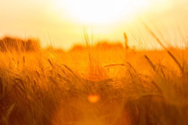 Золоті Вуха Пшениці Полі — стокове фото