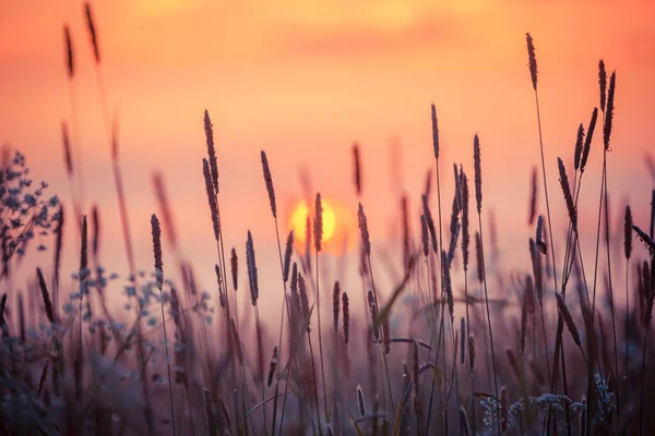 Landelijk Gras Weide Zonsondergang Hemel — Stockfoto