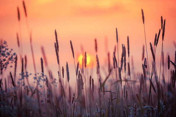 Rural grass on meadow and sunset sky