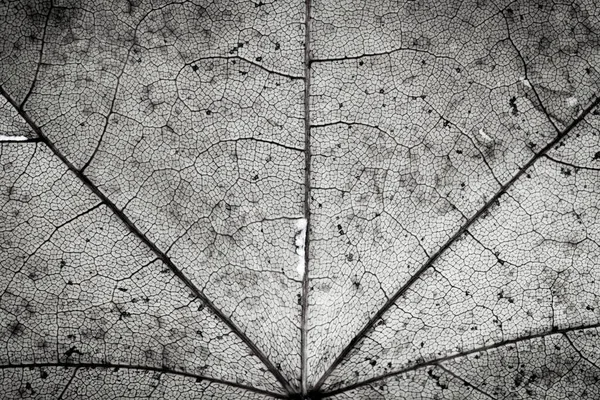 Κοντινό Πλάνο Μονο Μαύρο Και Άσπρο Φθινοπωρινό Σφενδάμνου Φύλλο Υφή — Φωτογραφία Αρχείου