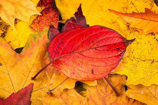 美丽的黄色和红色秋天的树叶背景纹理 — 图库照片