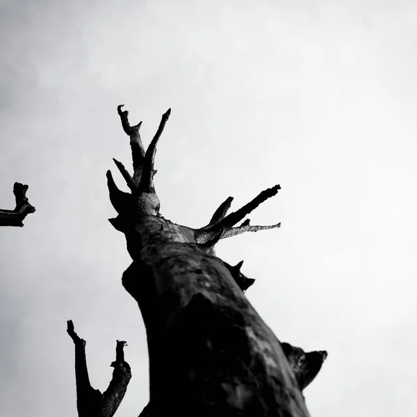 Gökyüzü Siyah Beyaz Yanık Ağaç — Stok fotoğraf