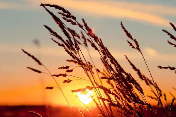 Gräs Vid Solnedgången Med Stark Vind Och Sol Bakgrunden — Stockfoto