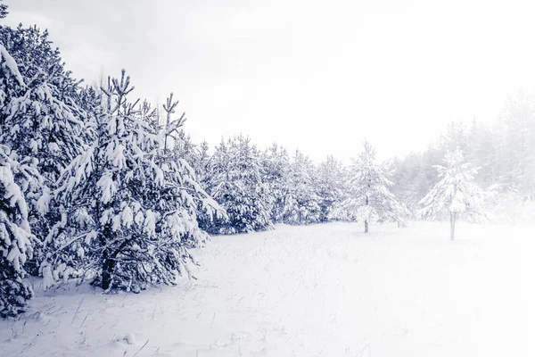 Туманный Лес Елки Покрыт Снегом Зимнем Пейзаже — стоковое фото