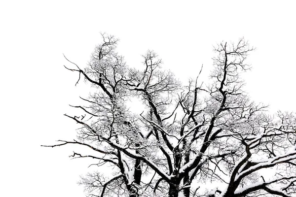 Inverno Albero Concettuale Bianco Nero Foto — Foto Stock