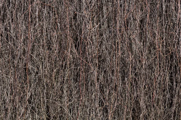Сушені Гілки Скелелазіння Рослина Стіні Будівлі — стокове фото