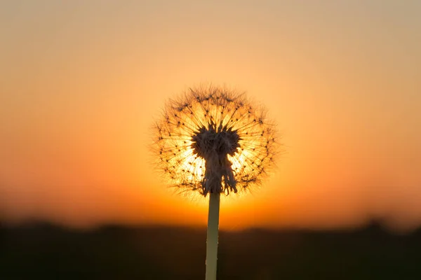 Dandelions Meadow Red Sunset — Stock Photo, Image