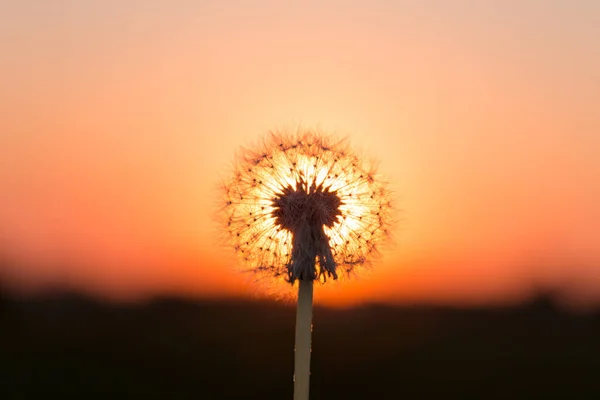 Pampelišky Louce Při Západu Slunce — Stock fotografie