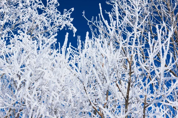 Крупный План Ветвей Дерева Покрытых Инеем Синем Небе — стоковое фото
