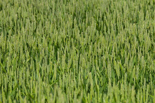 緑の小麦畑 閉じる写真 — ストック写真